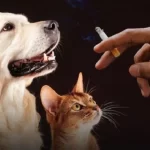 El humo de tabaco también afecta la salud de nuestras mascotas