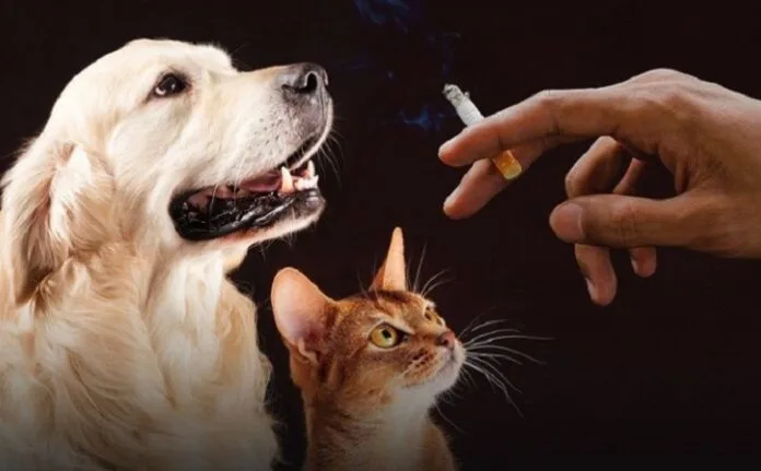 El humo de tabaco también afecta la salud de nuestras mascotas